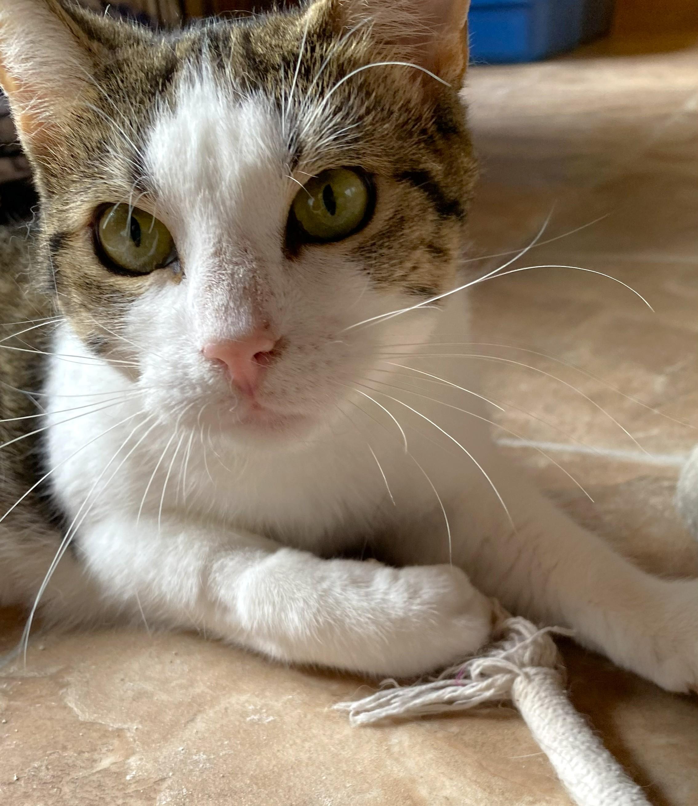 Suzie, ADOPTABLE, Young Female Domestic Short Hair & Tabby.