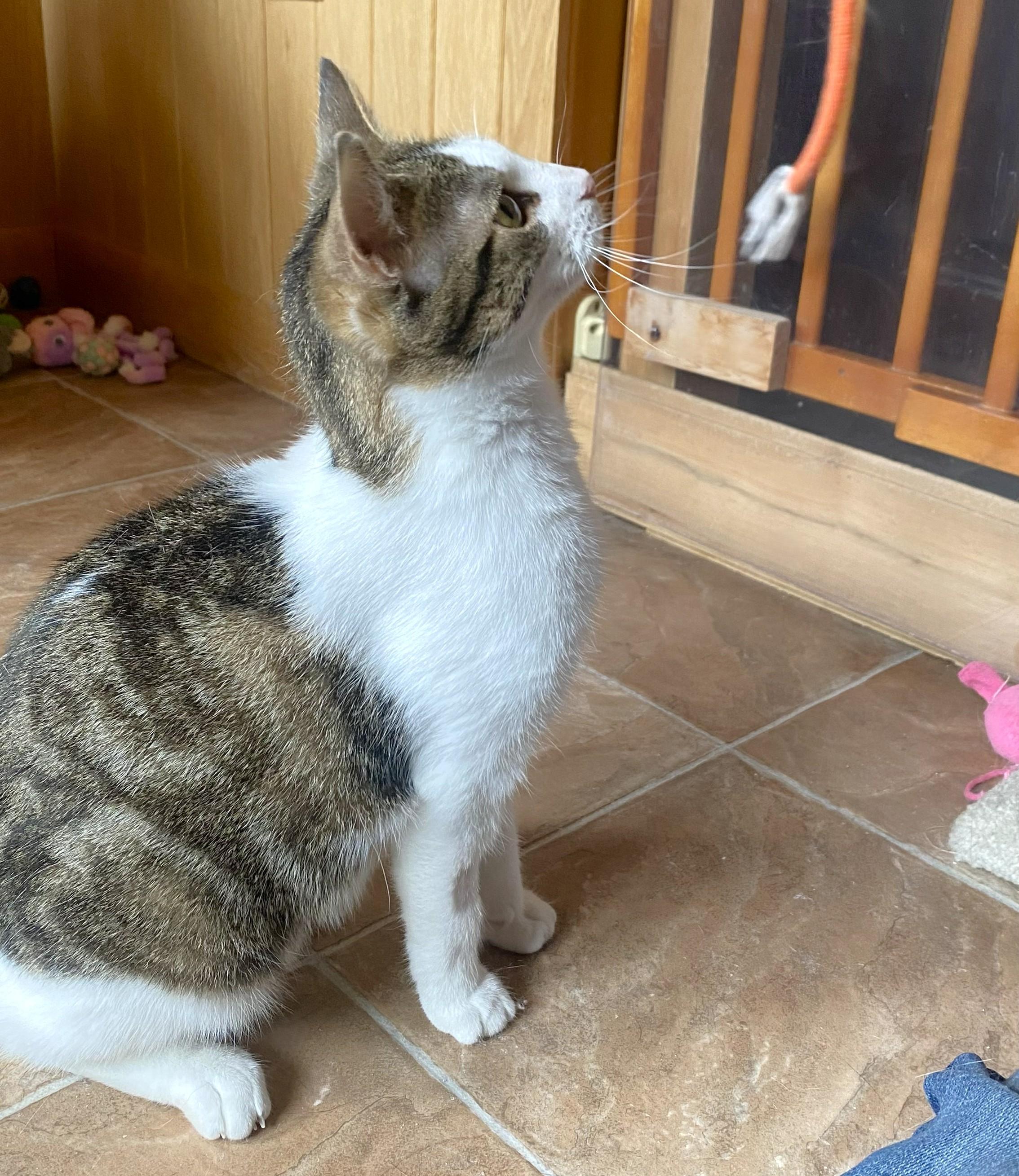 Enlarge Suzie, a ADOPTABLE mixed breed in Chertsey, QC image 4/6