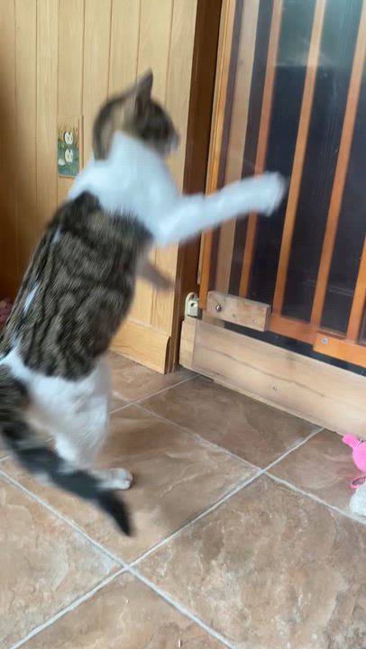 Enlarge Suzie, a ADOPTABLE mixed breed in Chertsey, QC video 2/6