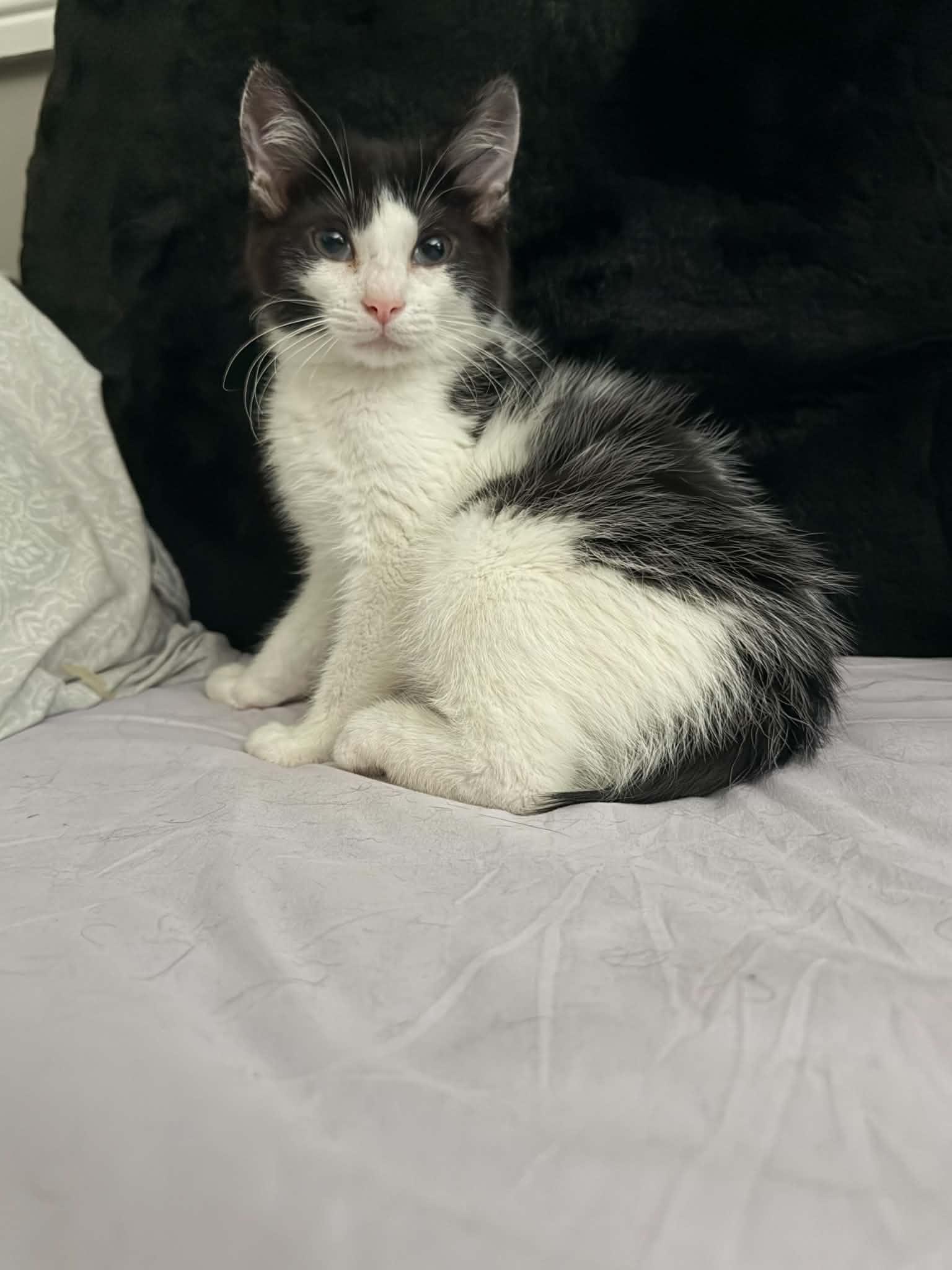 Enlarge Nubbins, an adoptable Domestic Short Hair in Wading River, NY image 4/6