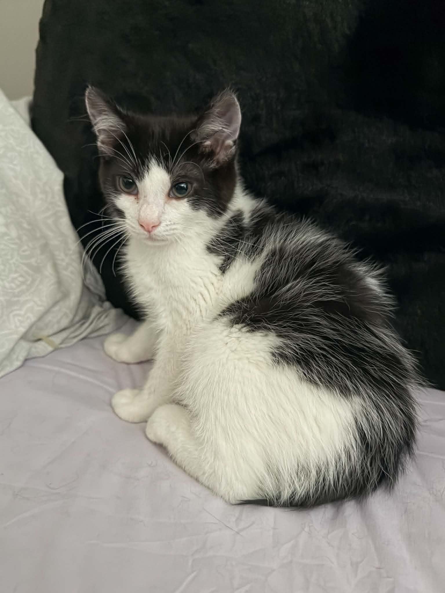 Enlarge Nubbins, an adoptable Domestic Short Hair in Wading River, NY image 3/6