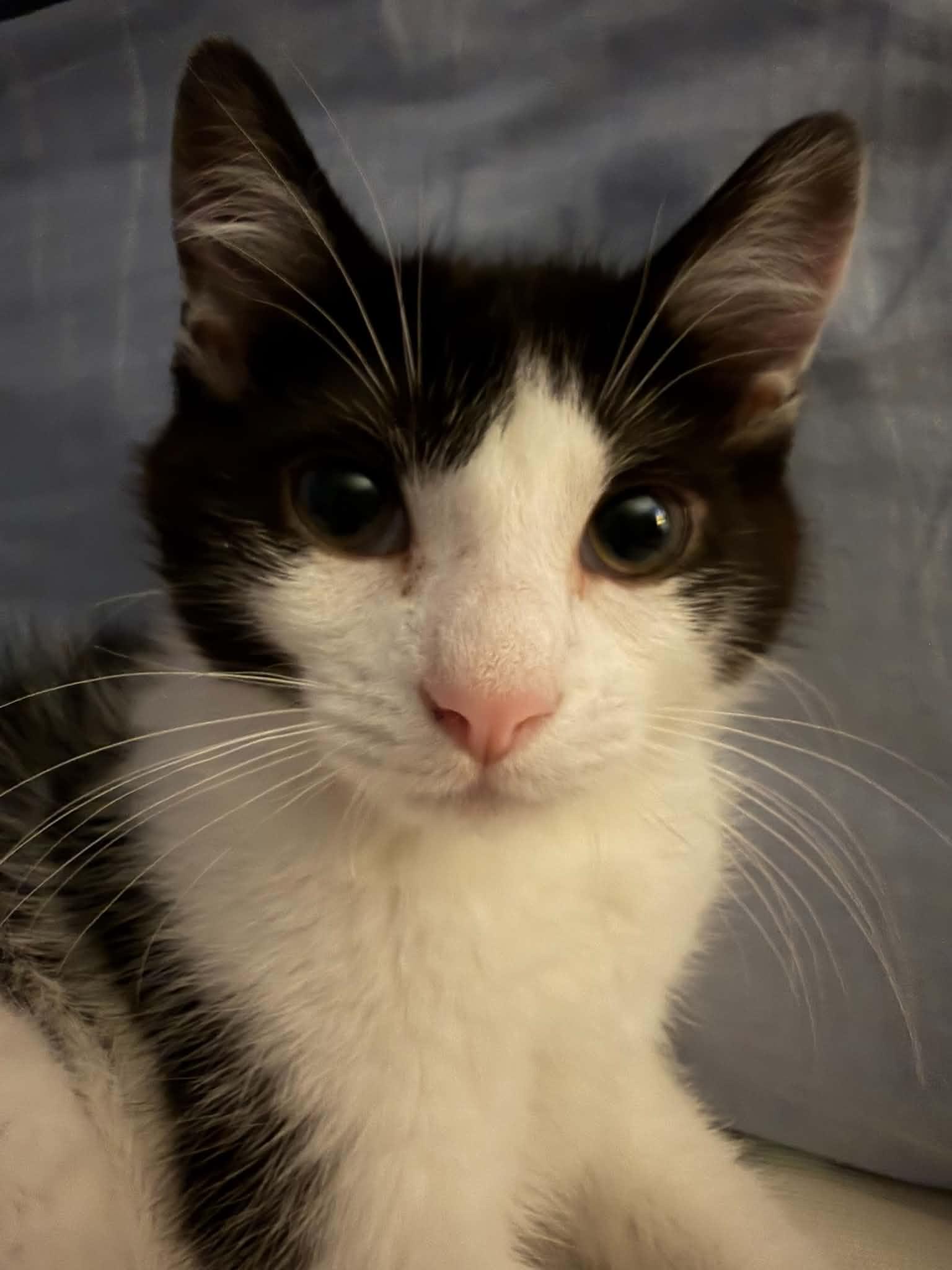 Nubbins, adoptable, Kitten Male Domestic Short Hair.