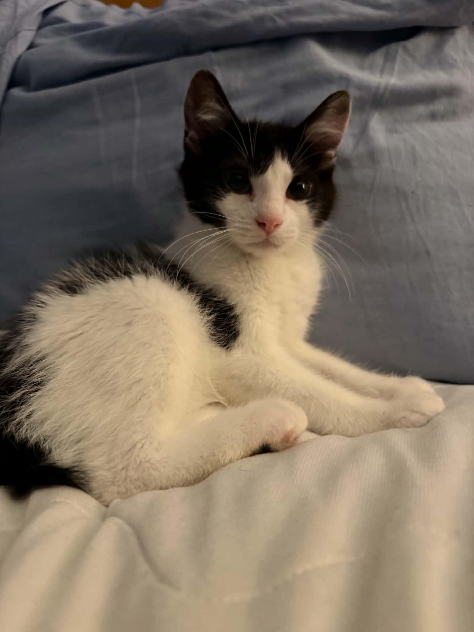 Enlarge Nubbins, an adoptable Domestic Short Hair in Wading River, NY image 2/6