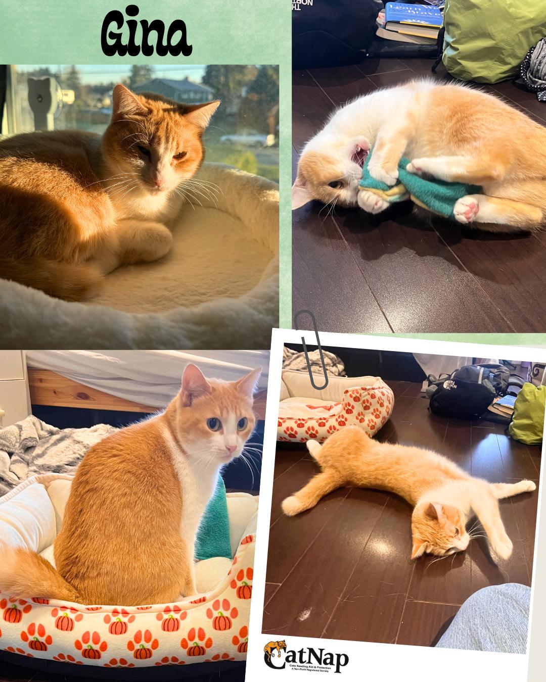 Gina, ADOPTABLE, Adult Female Domestic Short Hair.