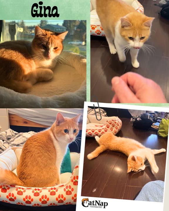 Enlarge Gina, a ADOPTABLE Domestic Short Hair in Nanaimo, BC video 2/6