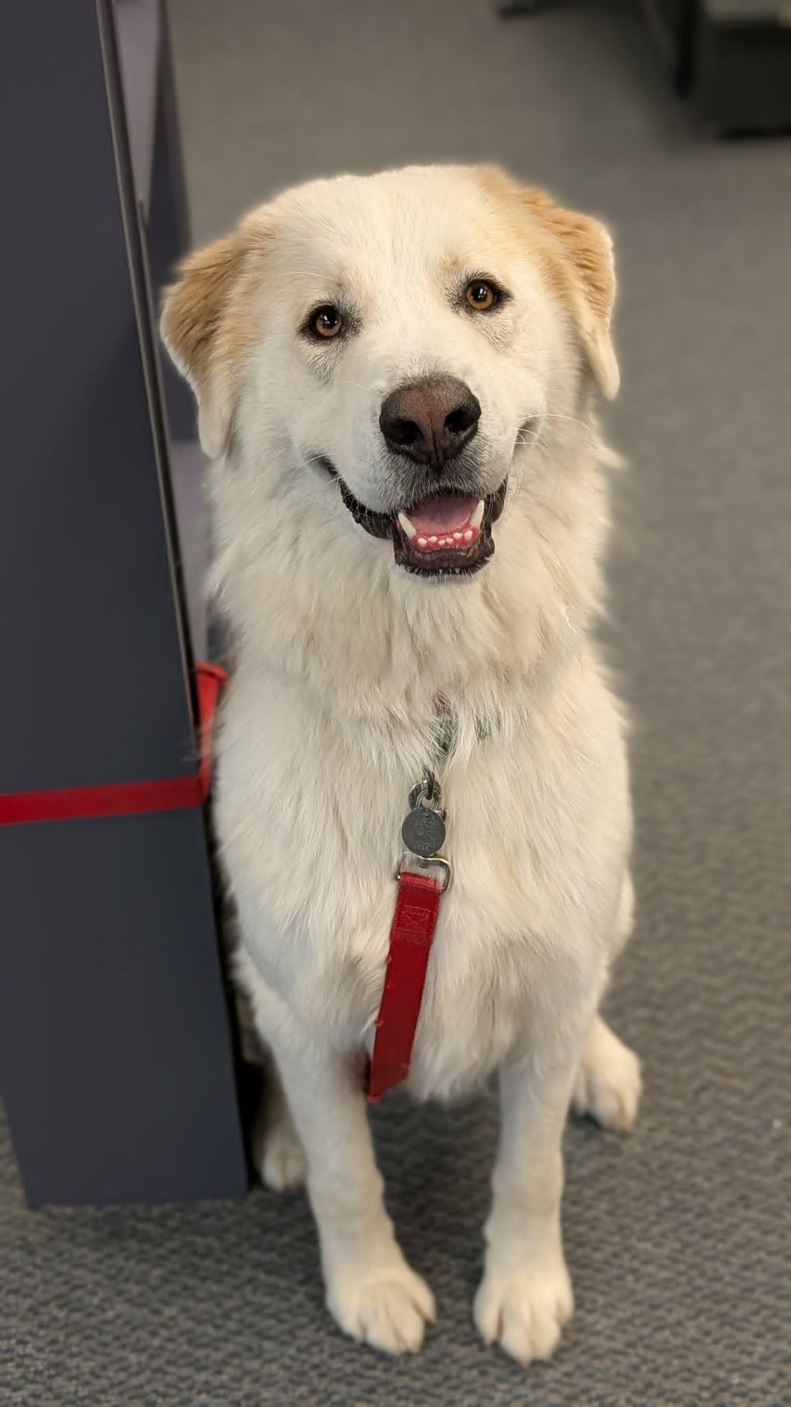 Bokchoy, Adoptable, Adult Male Great Pyrenees & Golden Retriever.