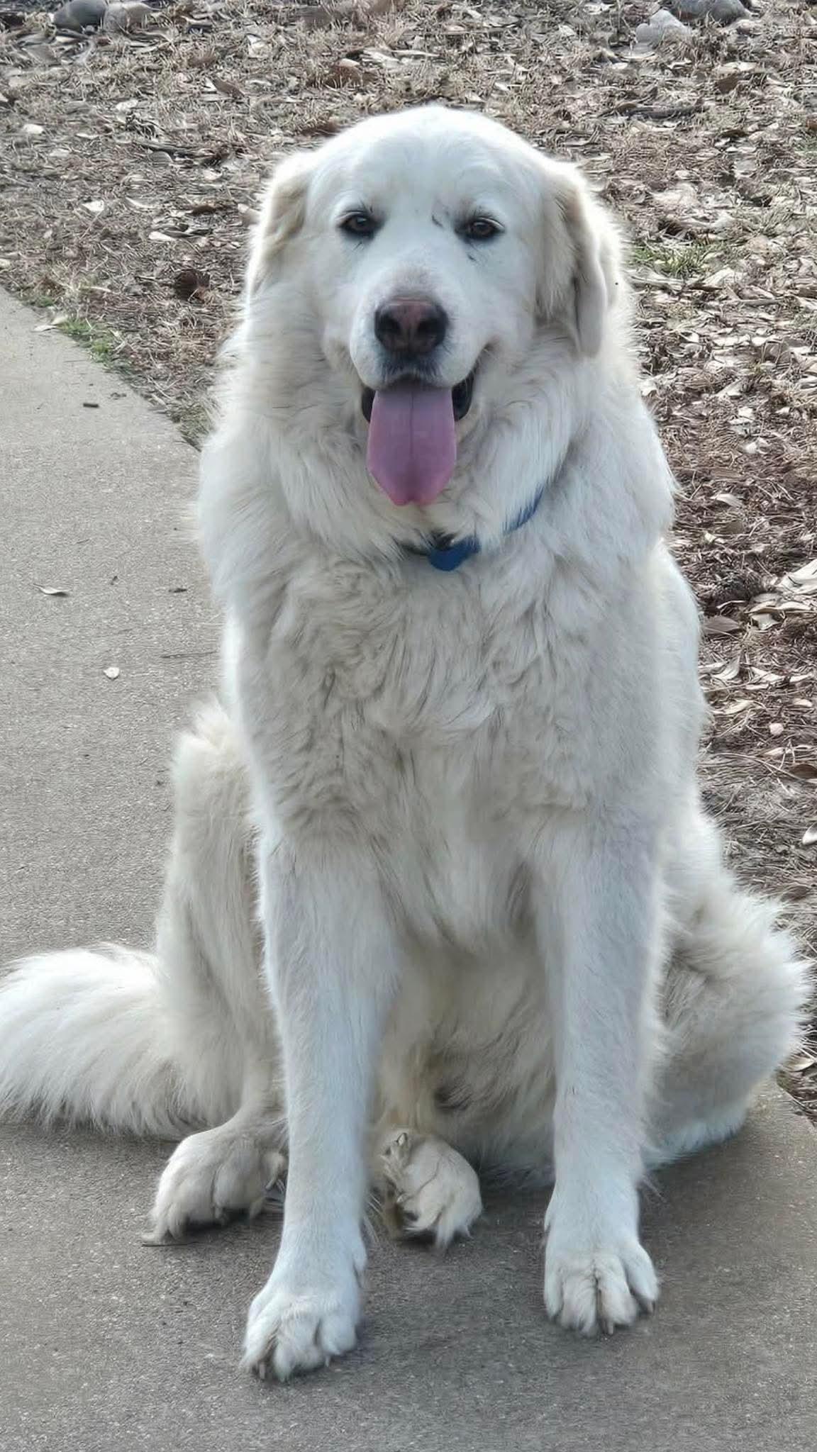 Enlarge Bokchoy, a Adoptable mixed breed in New Baltimore, MI image 2/3