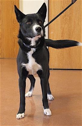 Koda, an adopted mixed breed in Rapid City, SD image 2/2