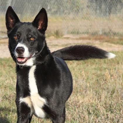Koda, adopted, Senior Male Shepherd.