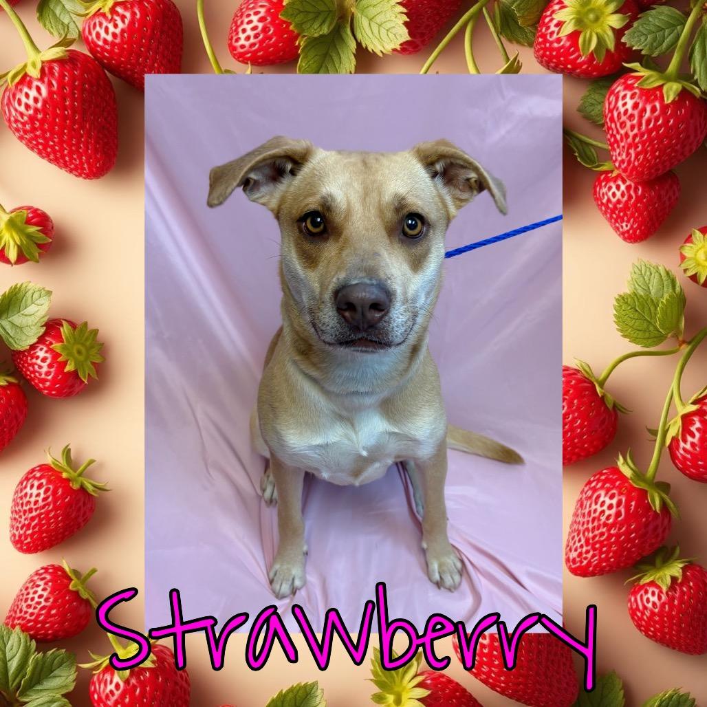 Enlarge Strawberry, a Adoptable mixed breed in Royse City, TX image 1/1