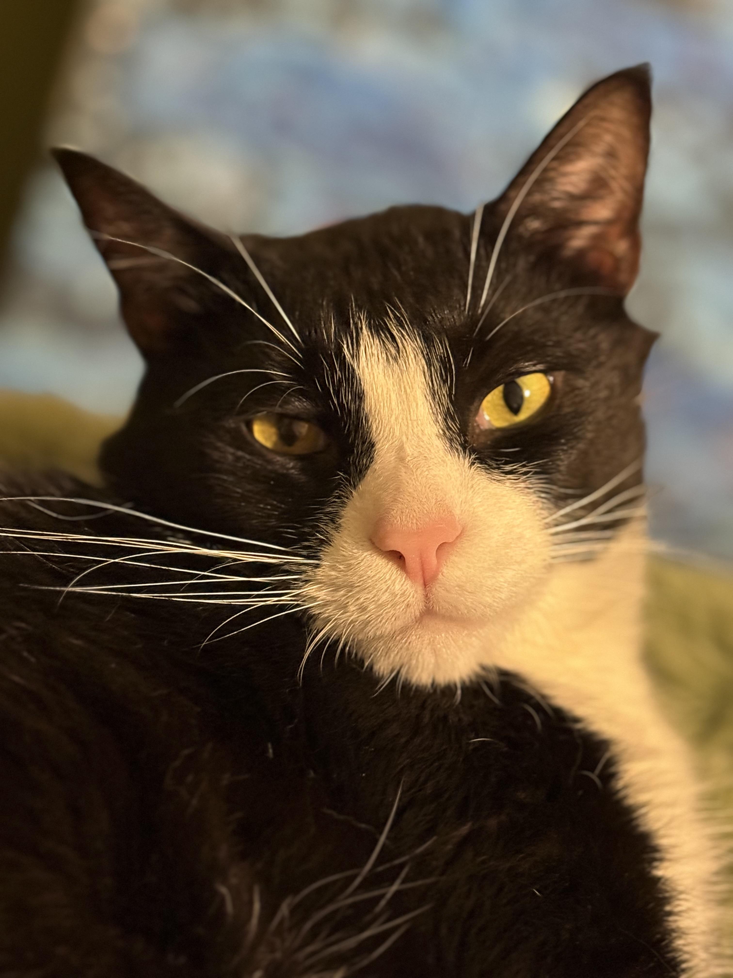 Marbles, ADOPTABLE, Adult Male Domestic Short Hair.