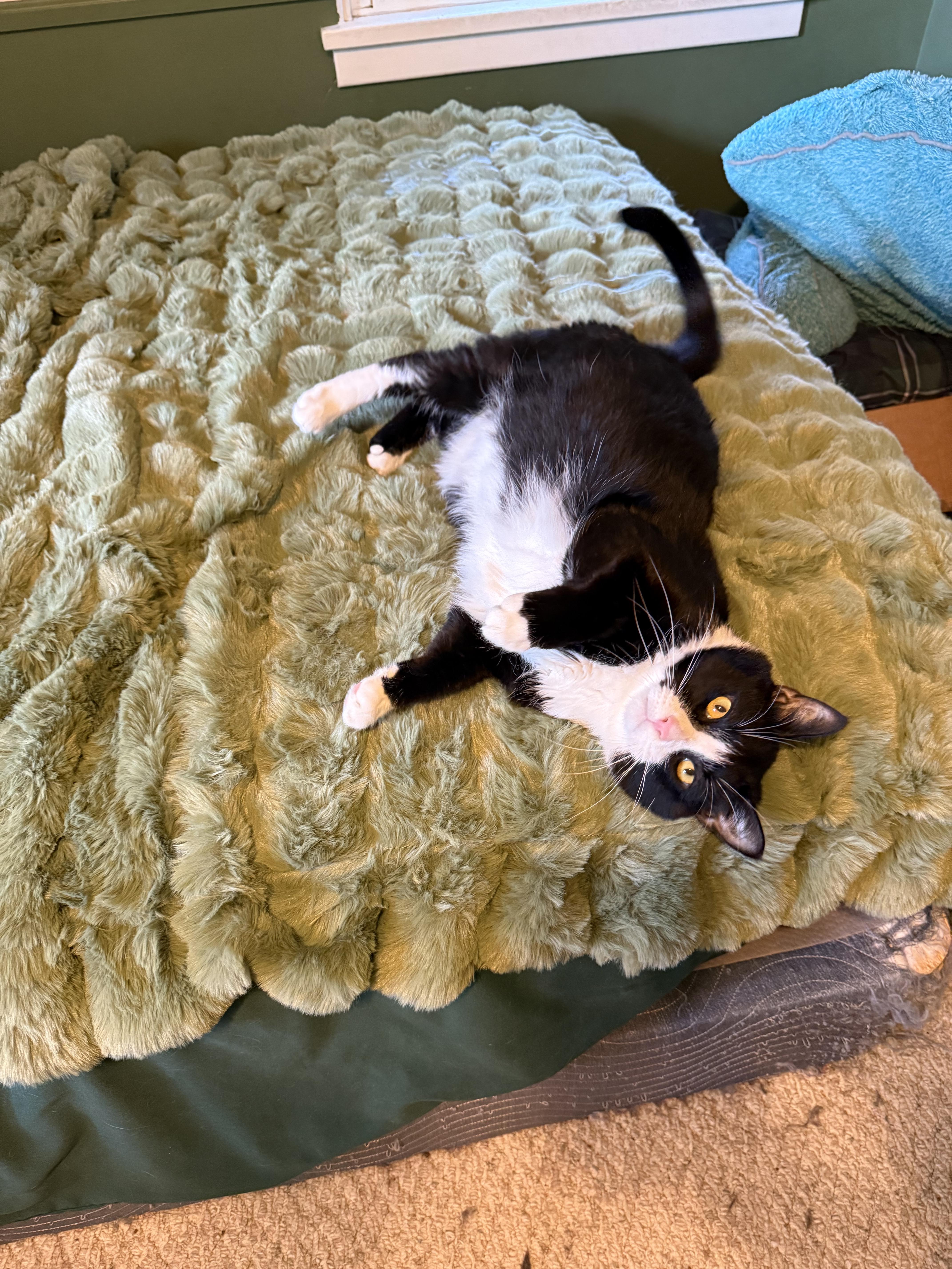 Enlarge Marbles, a ADOPTABLE Domestic Short Hair in Rochester, NY image 2/5