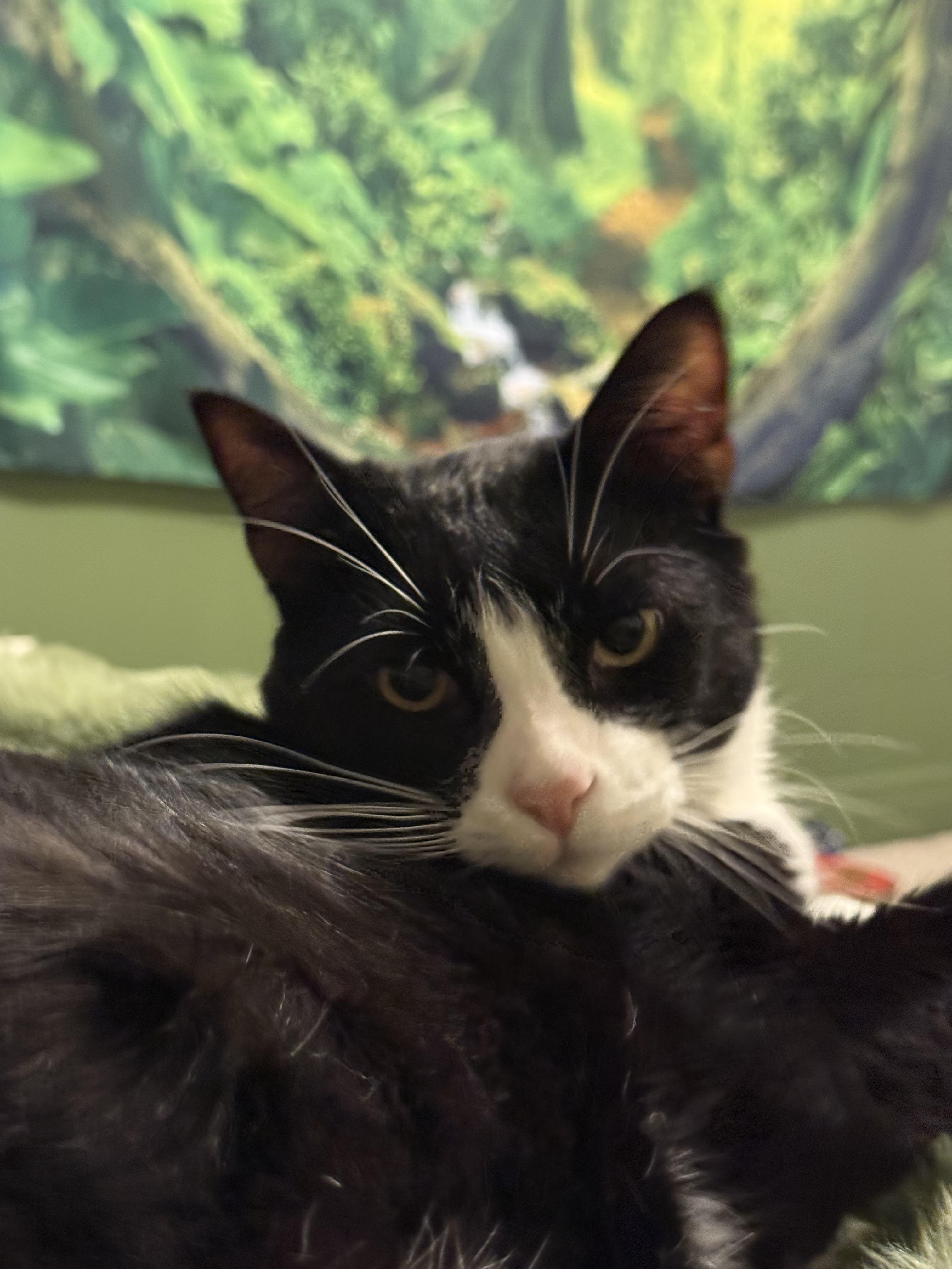 Enlarge Marbles, a ADOPTABLE Domestic Short Hair in Rochester, NY image 3/5