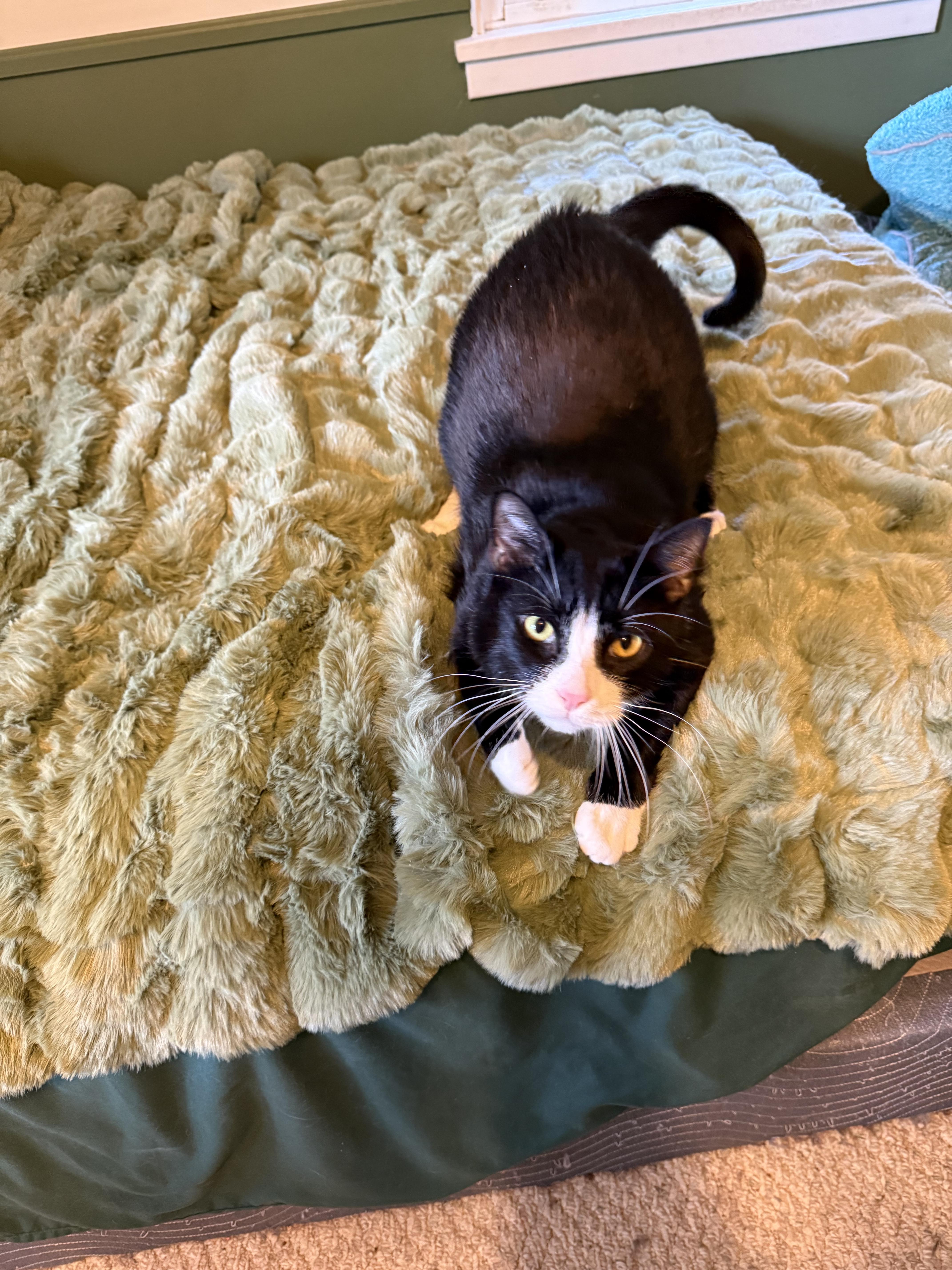 Enlarge Marbles, a ADOPTABLE Domestic Short Hair in Rochester, NY image 4/5