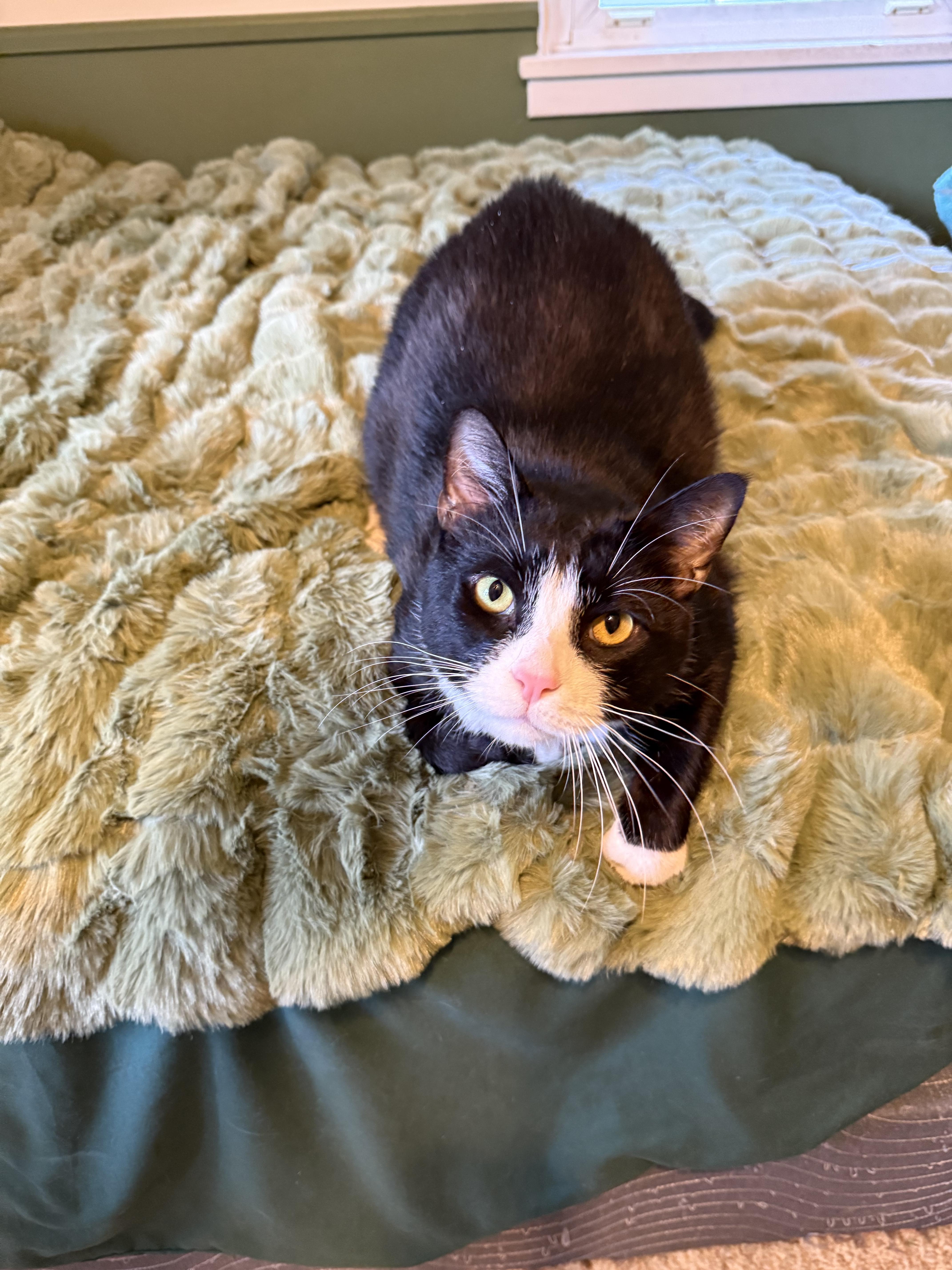 Enlarge Marbles, a ADOPTABLE Domestic Short Hair in Rochester, NY image 5/5