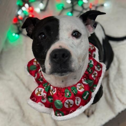 Enlarge Boo, a Adoptable Mixed Breed in Jeffersonville, IN image 1/5