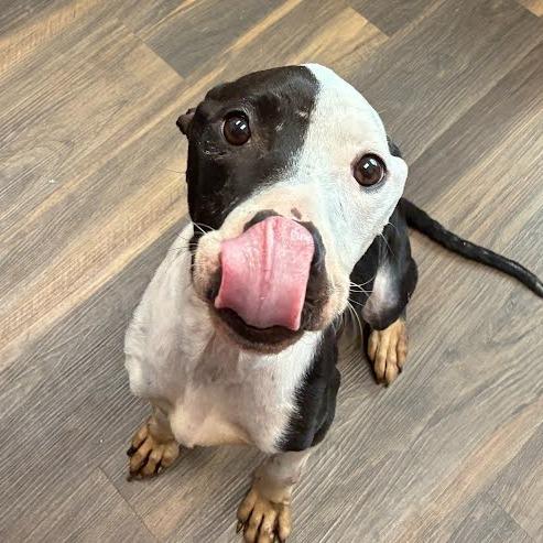 Enlarge Boo, a Adoptable Mixed Breed in Jeffersonville, IN image 2/5