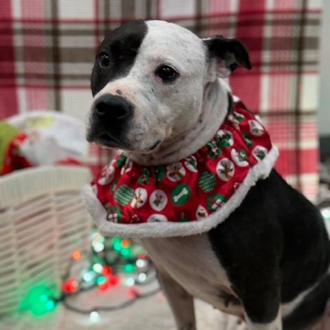 Enlarge Boo, a Adoptable Mixed Breed in Jeffersonville, IN image 3/5