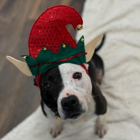 Enlarge Boo, a Adoptable Mixed Breed in Jeffersonville, IN image 4/5