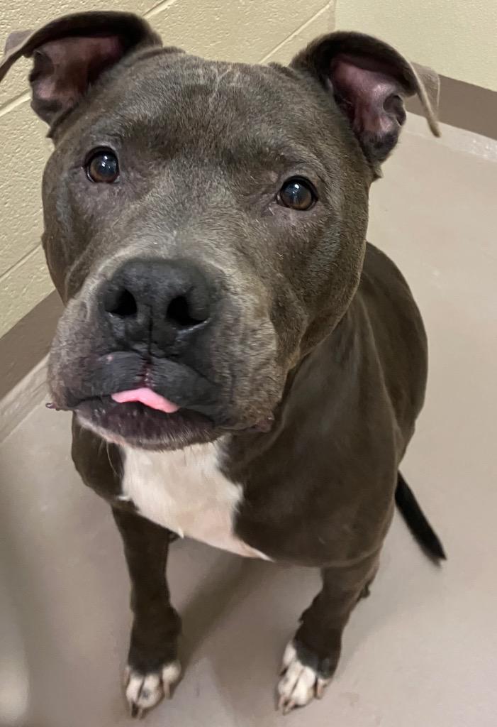 Enlarge Scooby (Brooks) *Sponsored Senior, a Adoptable Pit Bull Terrier in Christiansburg, VA image 1/3