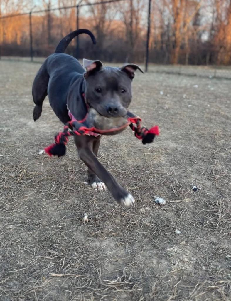 Enlarge Scooby (Brooks) *Sponsored Senior, a Adoptable Pit Bull Terrier in Christiansburg, VA image 3/3