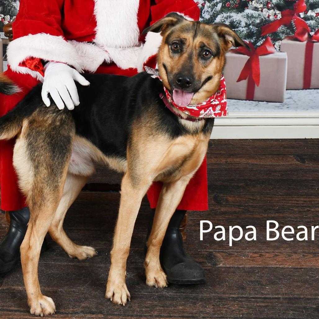 Papa Bear, Adoptable, Adult Male Shepherd.