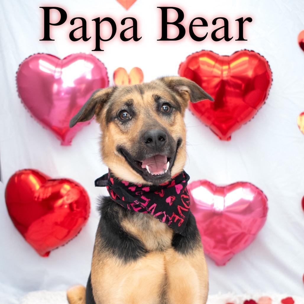 Enlarge Papa Bear, a Adoptable mixed breed in Parkersburg, WV image 3/4
