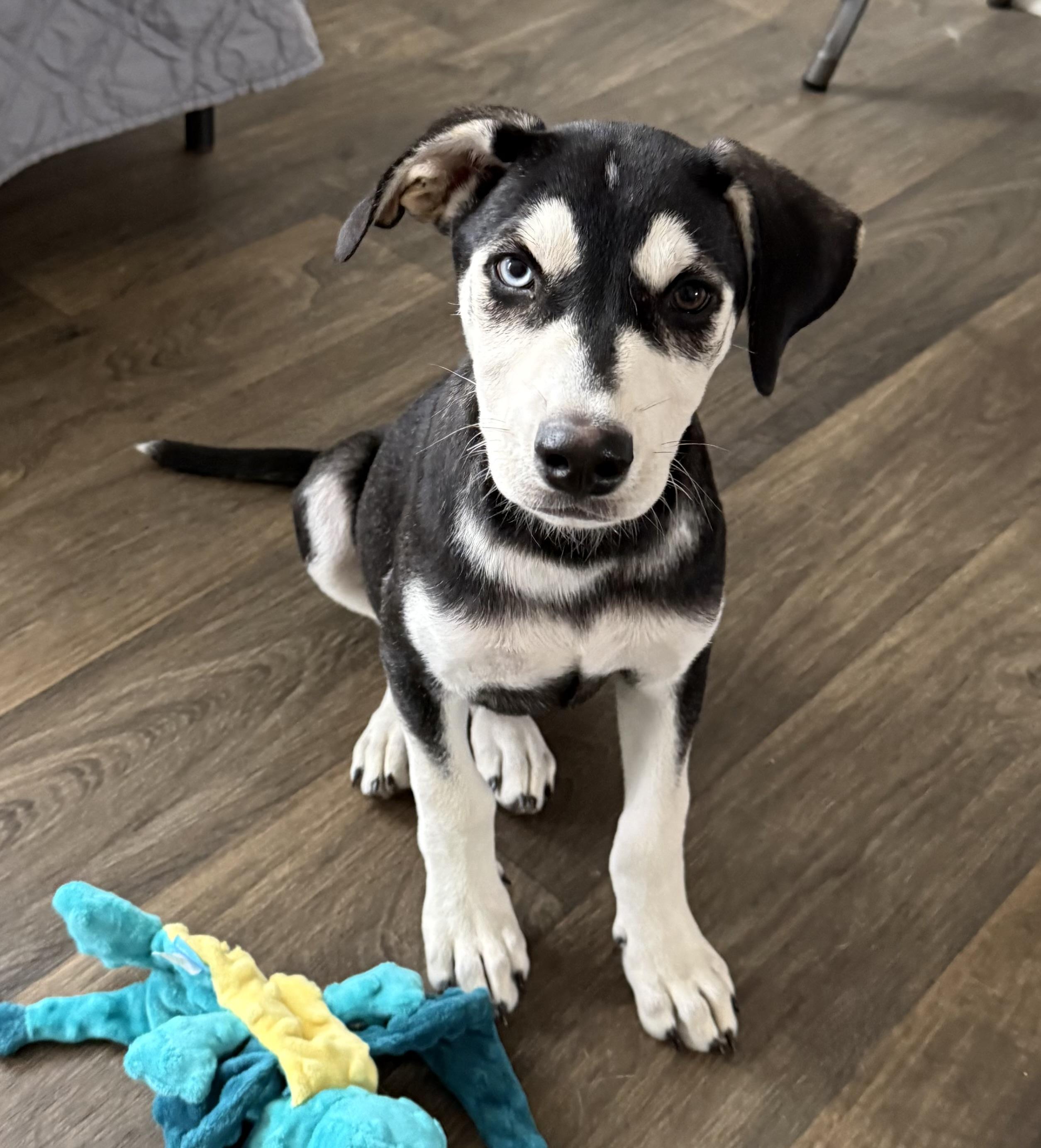 Storm, a ADOPTABLE mixed breed in Crystal Lake, IL image 6/6