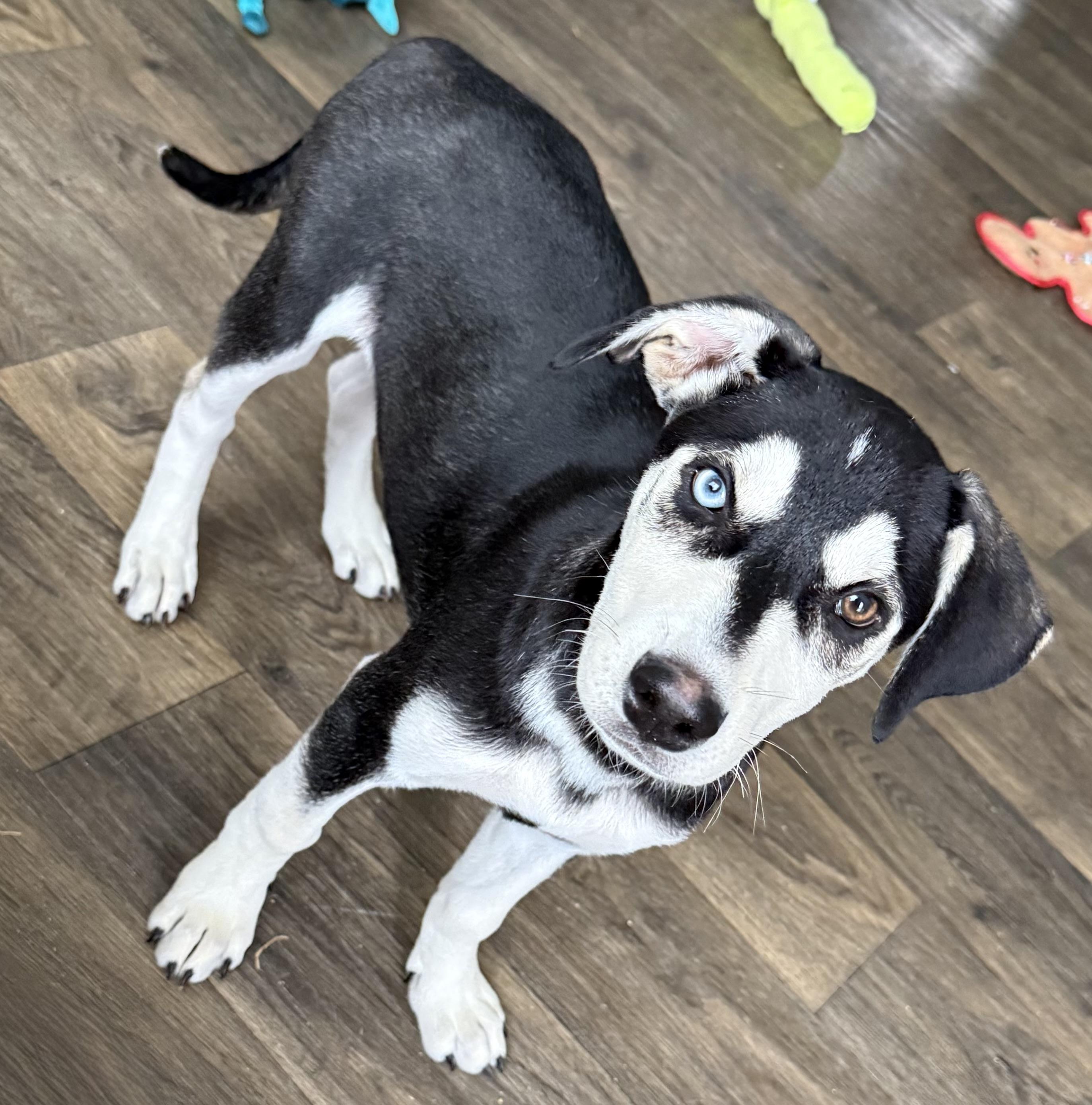 Storm, ADOPTABLE, Puppy Male Husky & Labrador Retriever.