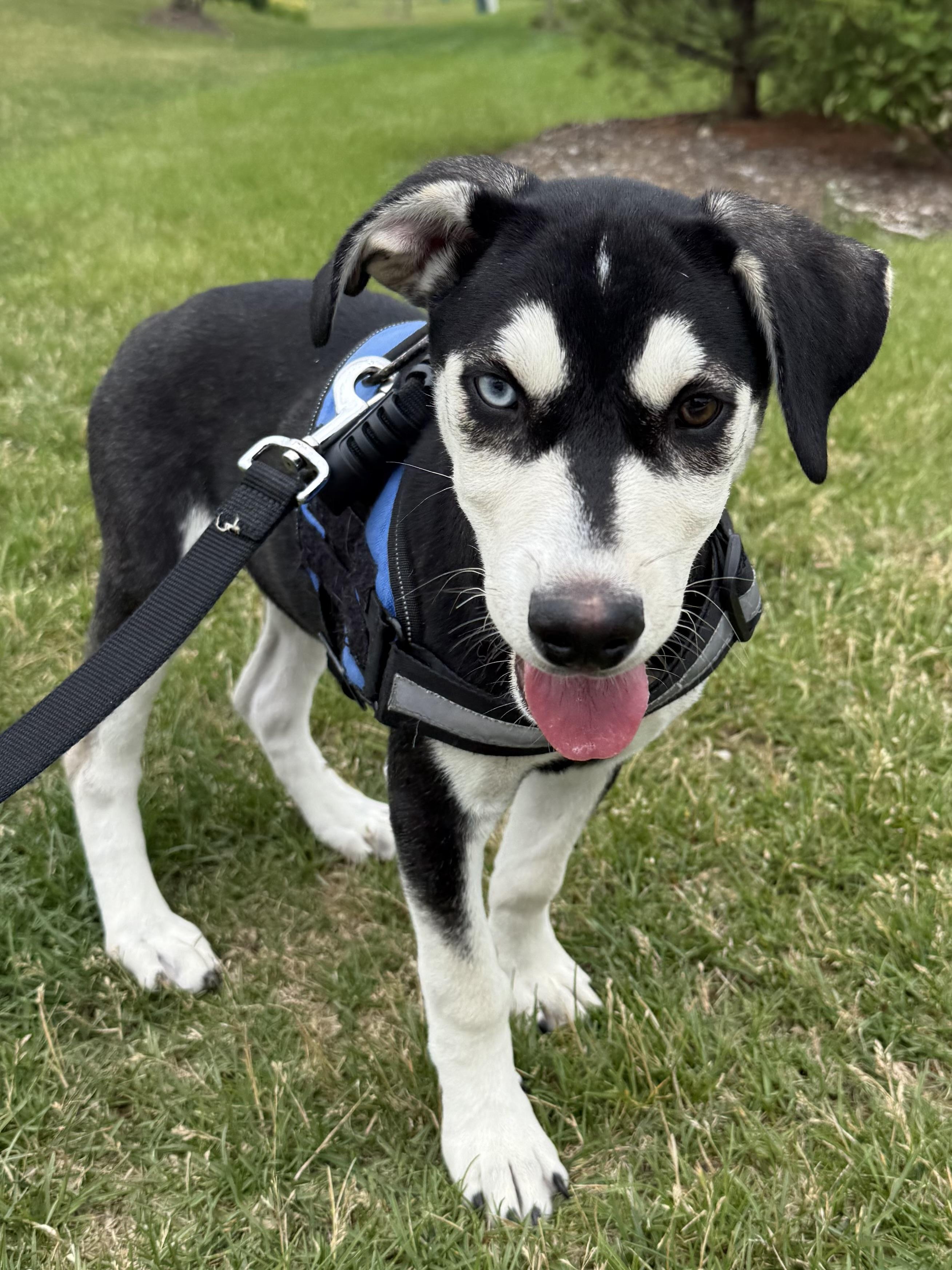 Storm, ADOPTABLE, Puppy Male Husky & Labrador Retriever.