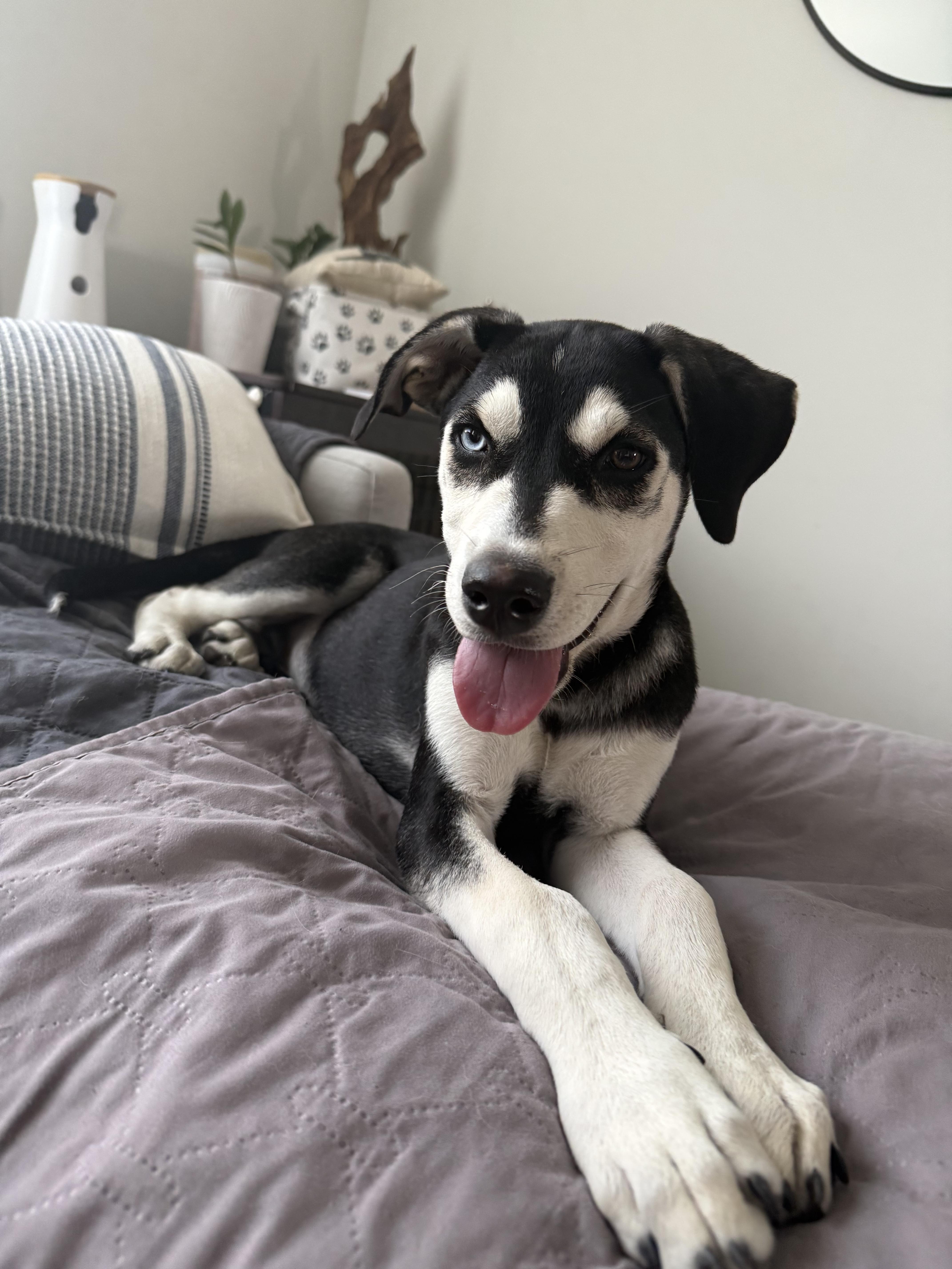 Storm, a ADOPTABLE mixed breed in Crystal Lake, IL image 3/6