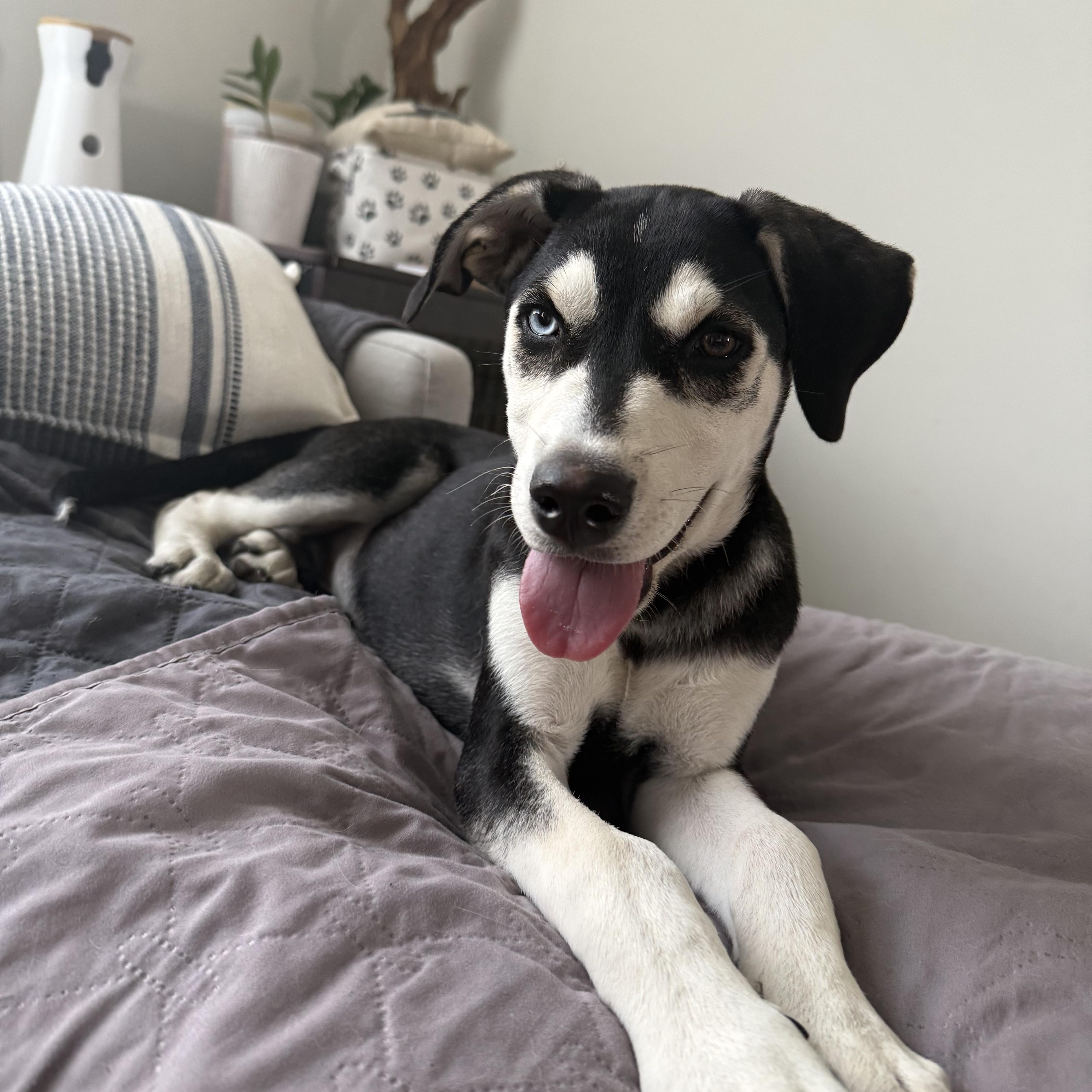 Enlarge Storm, a Adoptable mixed breed in Crystal Lake, IL image 4/6