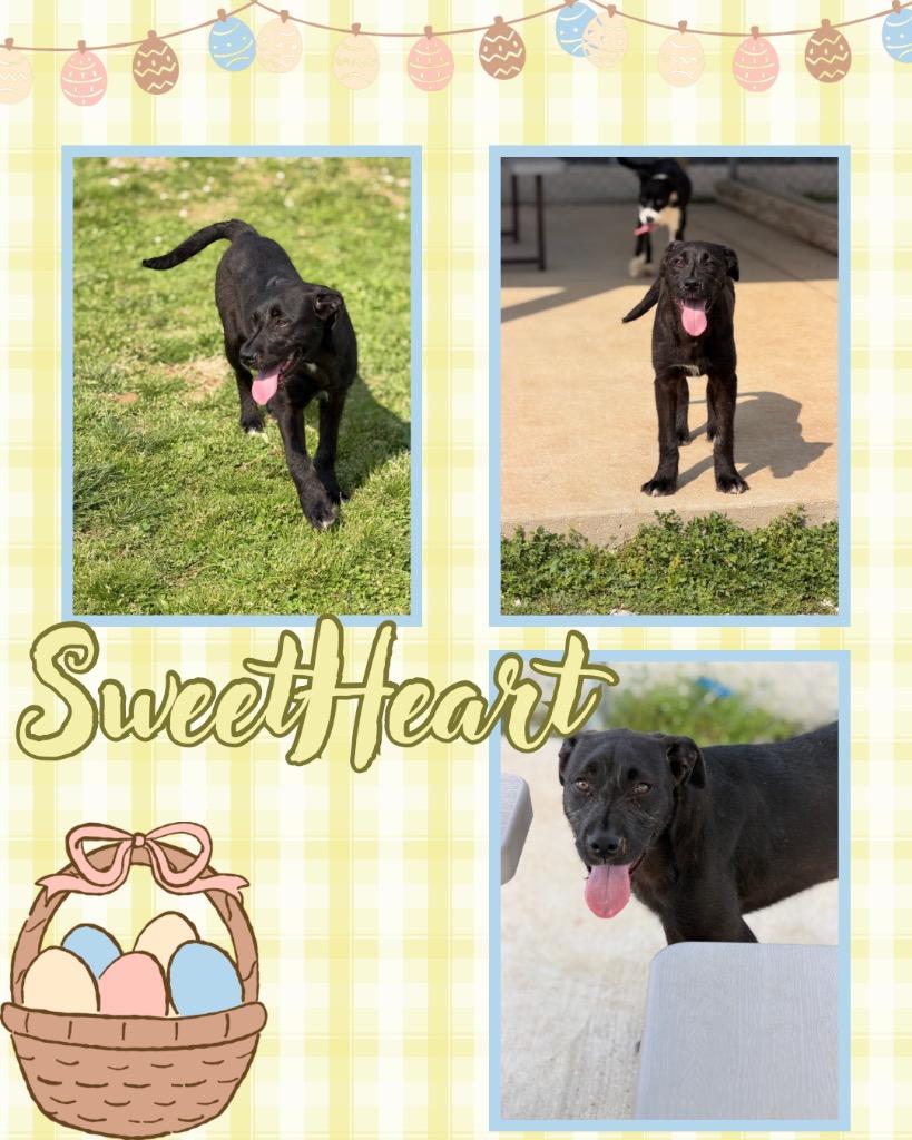 Enlarge Sweetheart, a Adoptable mixed breed in Hopkinsville, KY image 1/2