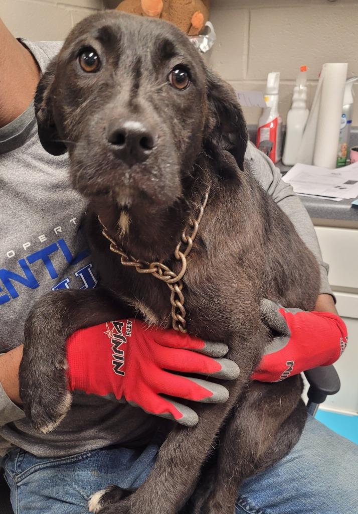 Enlarge Sweetheart, a Adoptable mixed breed in Hopkinsville, KY image 2/2