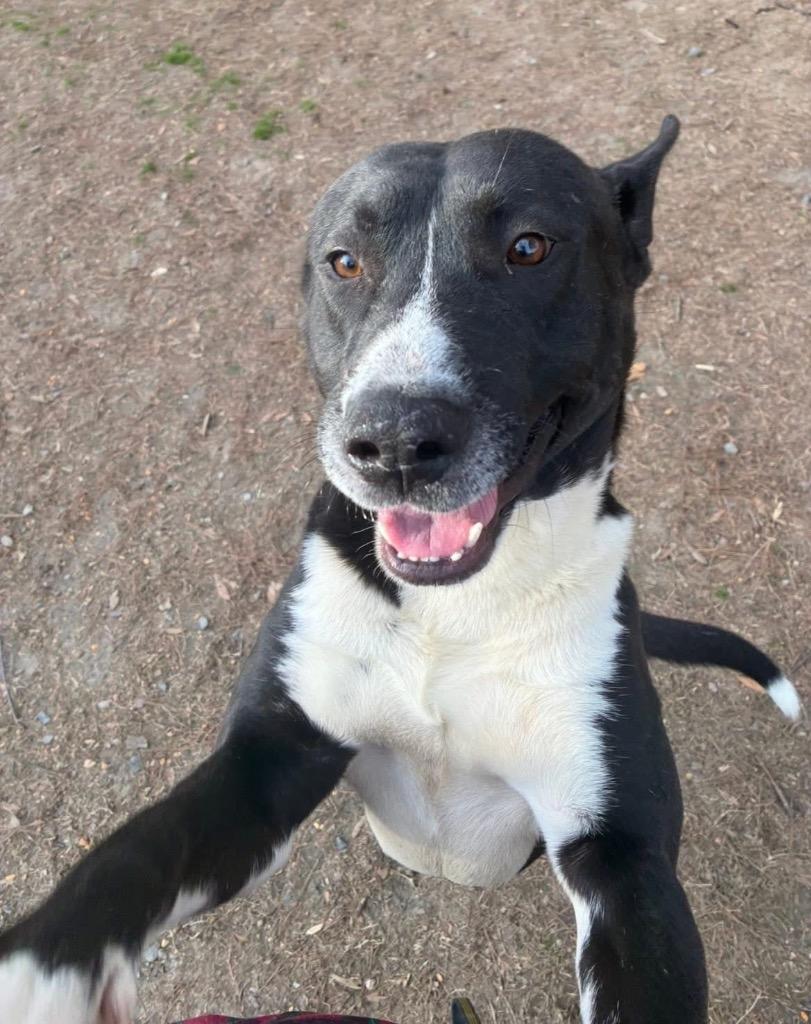 Enlarge Scarface, a Adoptable mixed breed in Little Rock, AR image 1/4