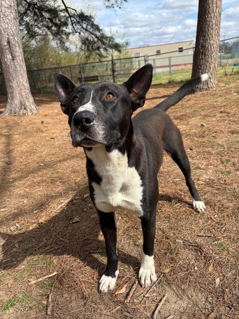 Enlarge Scarface, a Adoptable mixed breed in Little Rock, AR image 2/4