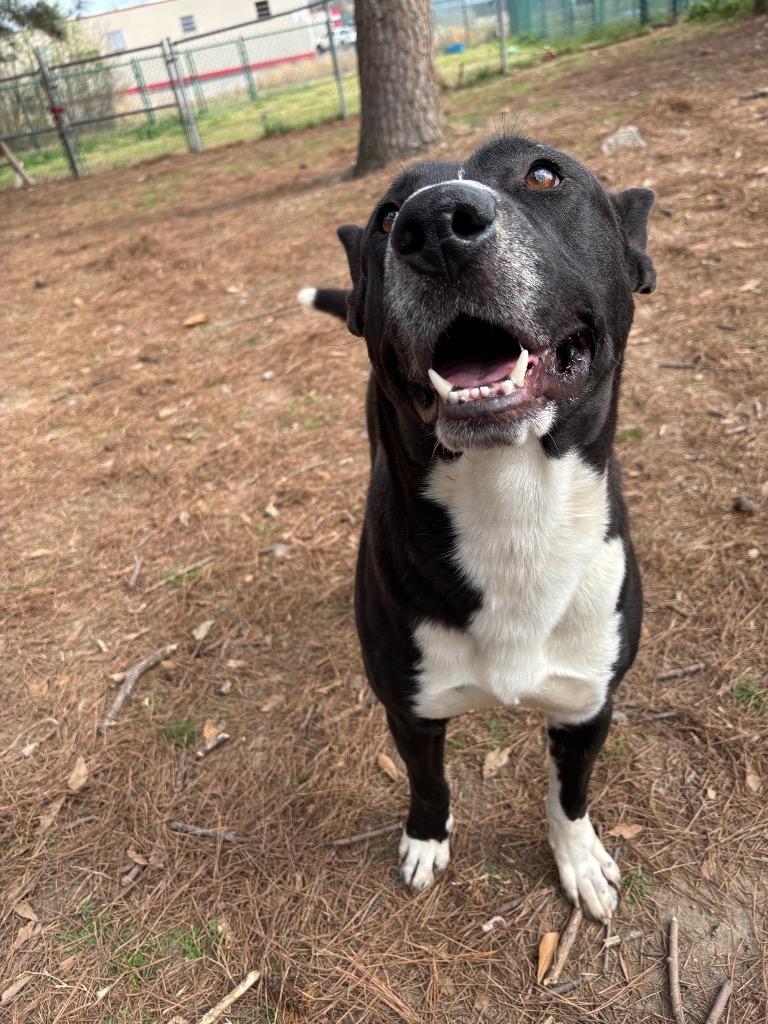 Enlarge Scarface, a Adoptable mixed breed in Little Rock, AR image 3/4