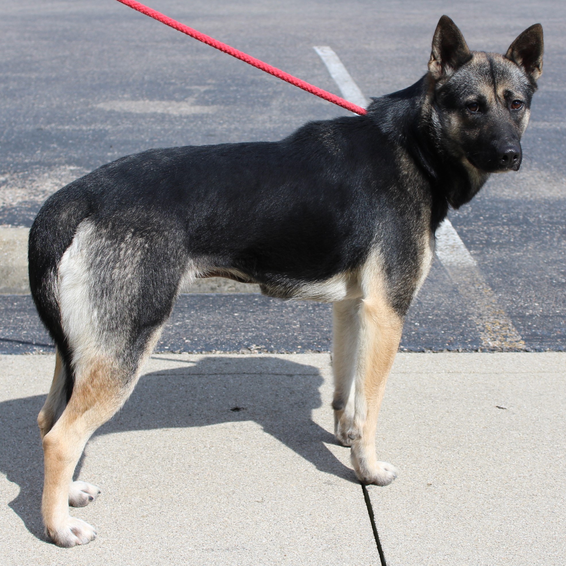 Humane Society Of Preble County Oh - cx69645