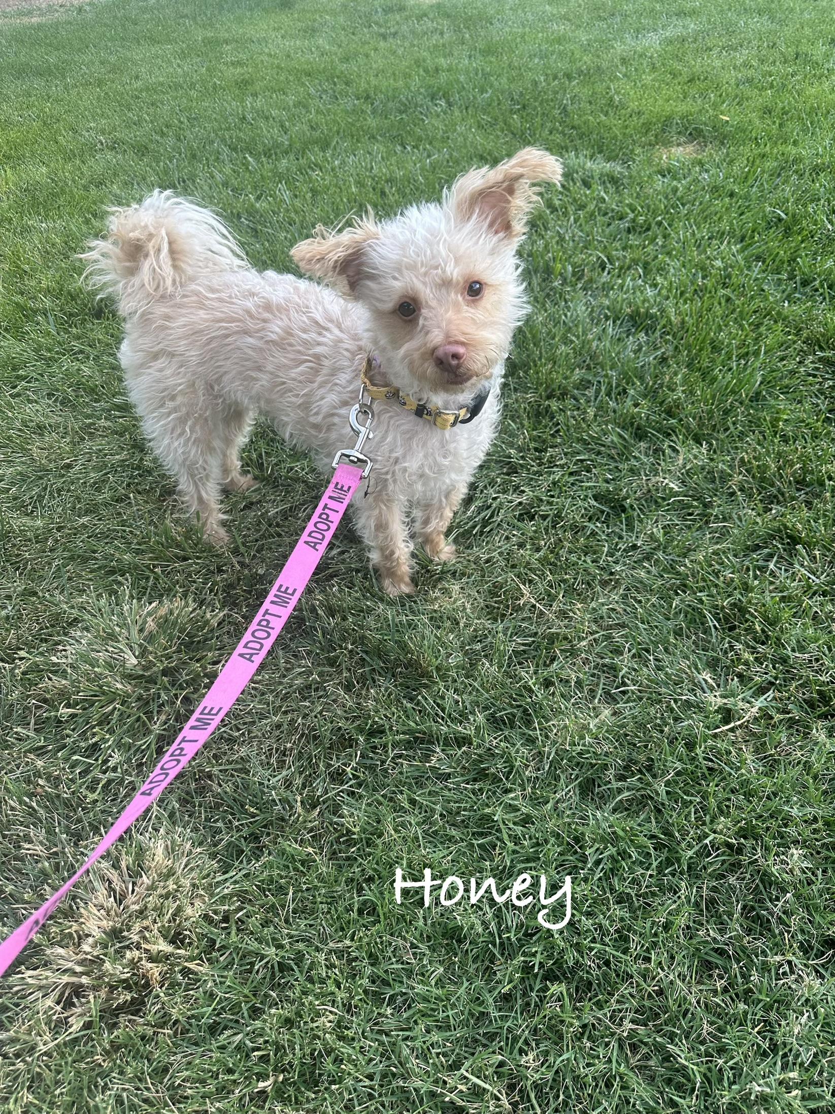 Honey, Adoptable, Adult Female Miniature Poodle.