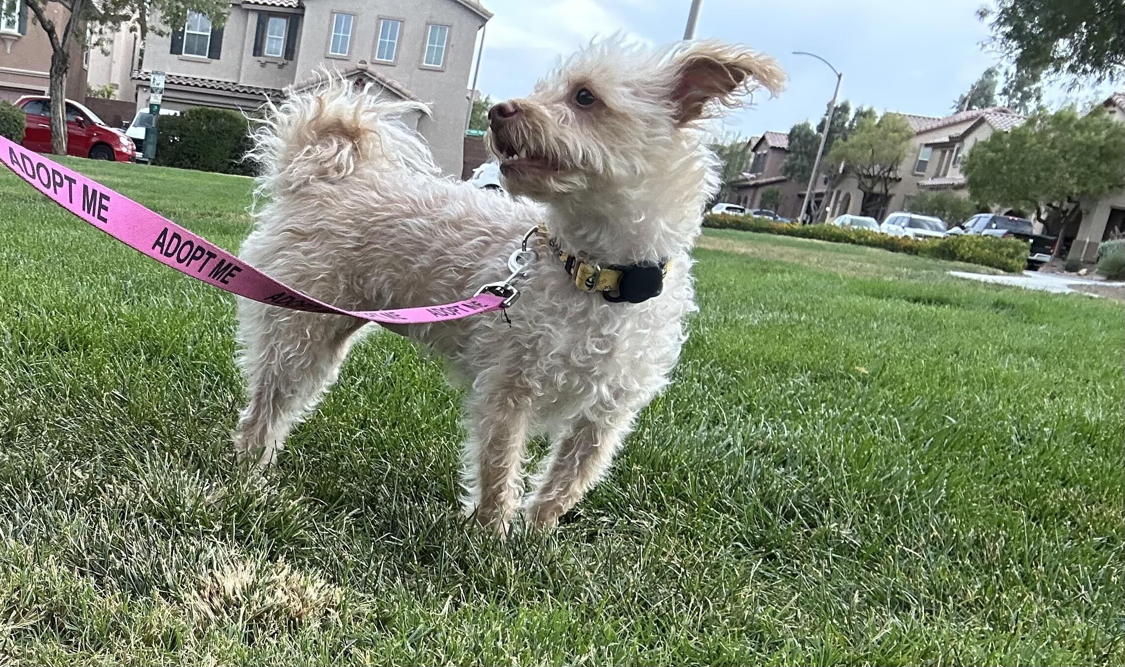 Enlarge Honey, a Adoptable mixed breed in Las Vegas, NV image 2/4