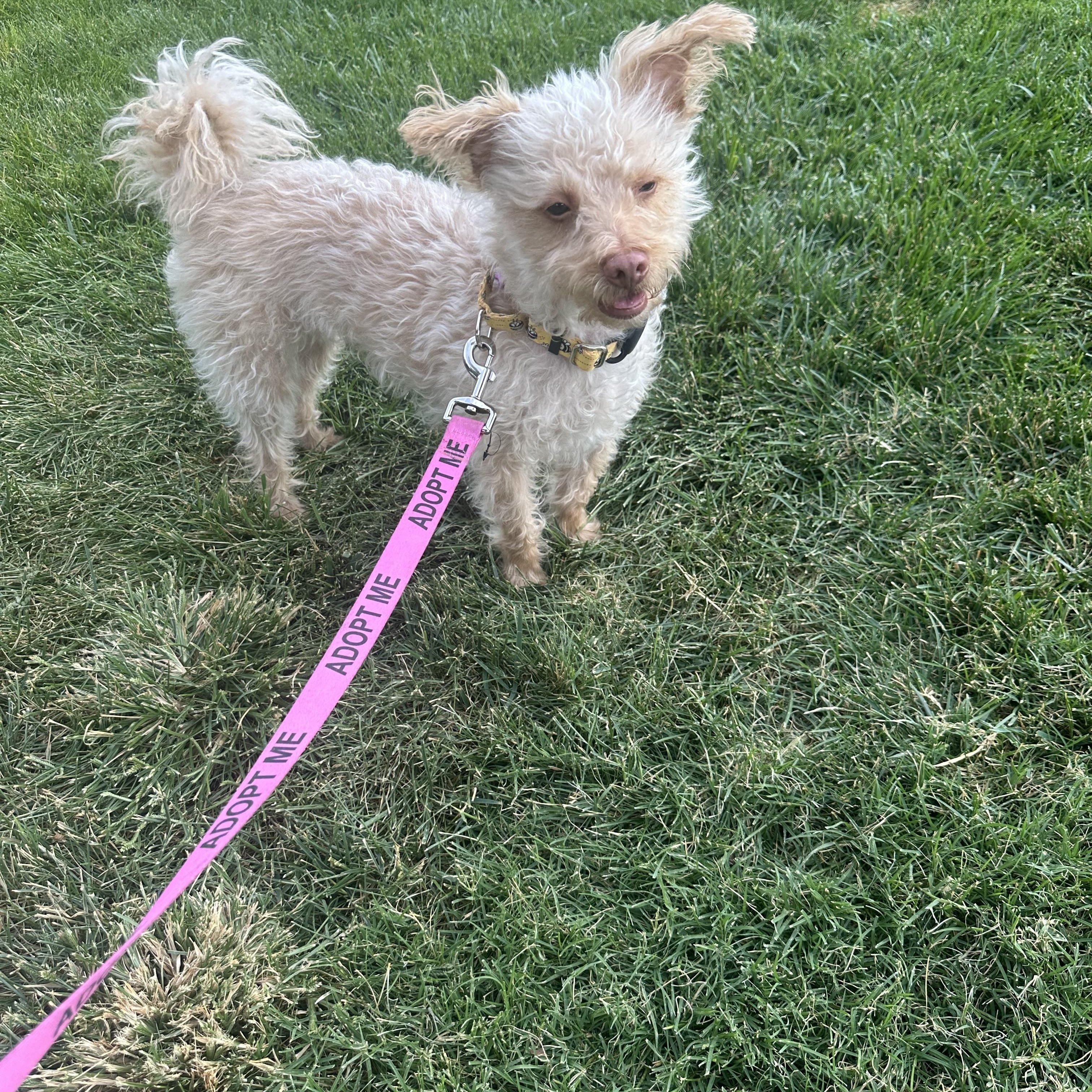 Enlarge Honey, a Adoptable mixed breed in Las Vegas, NV image 3/4