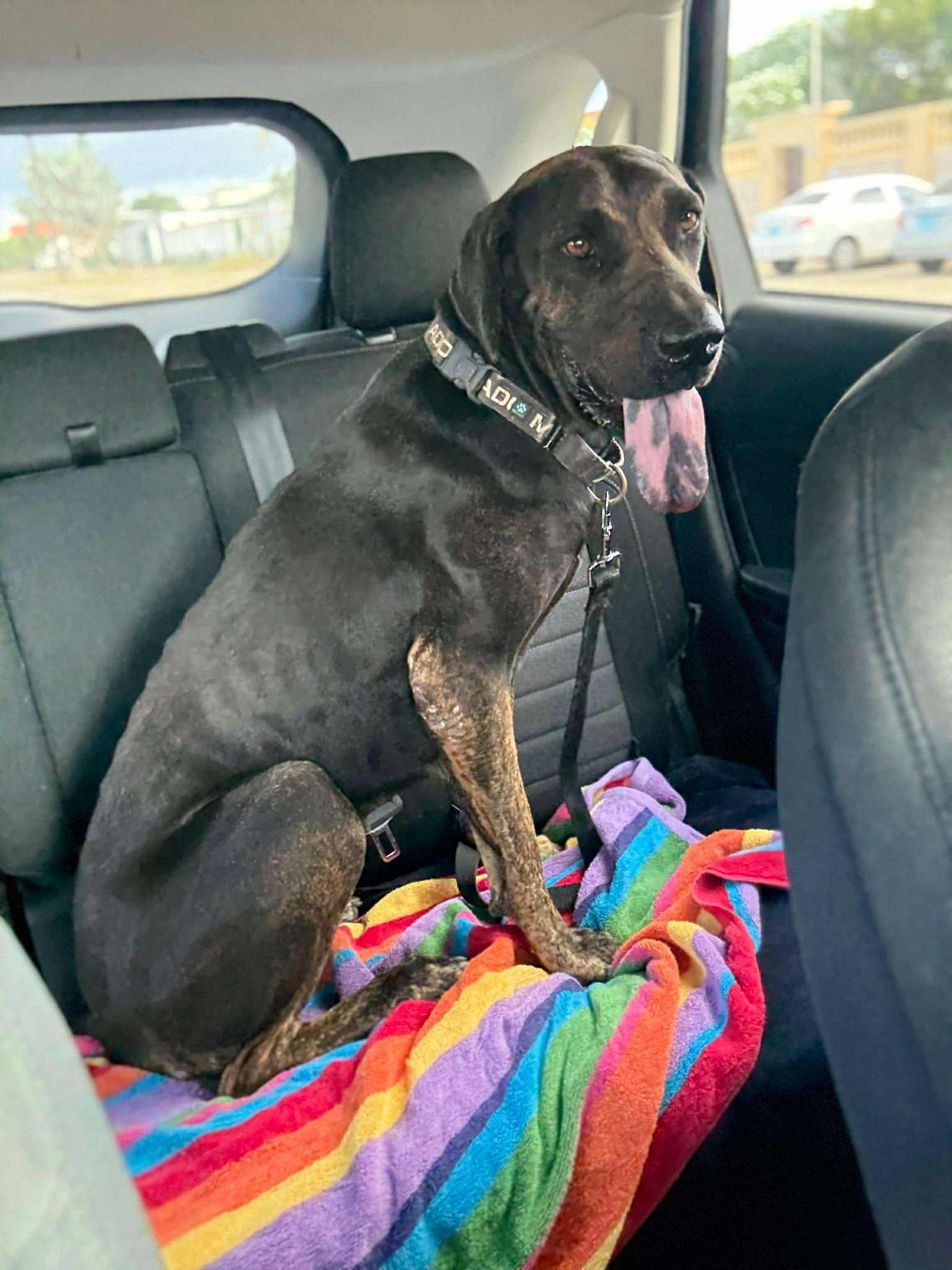 Rave, a ADOPTABLE mixed breed in Sturtevant , WI image 2/3