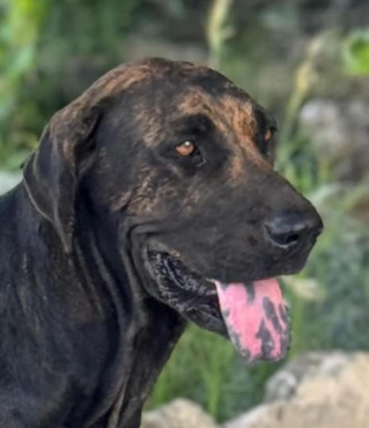 Rave, ADOPTABLE, Young Female Fila Brasileiro.