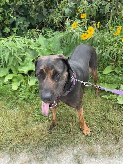 Enlarge Rave, a Adoptable mixed breed in Elgin, IL image 5/6