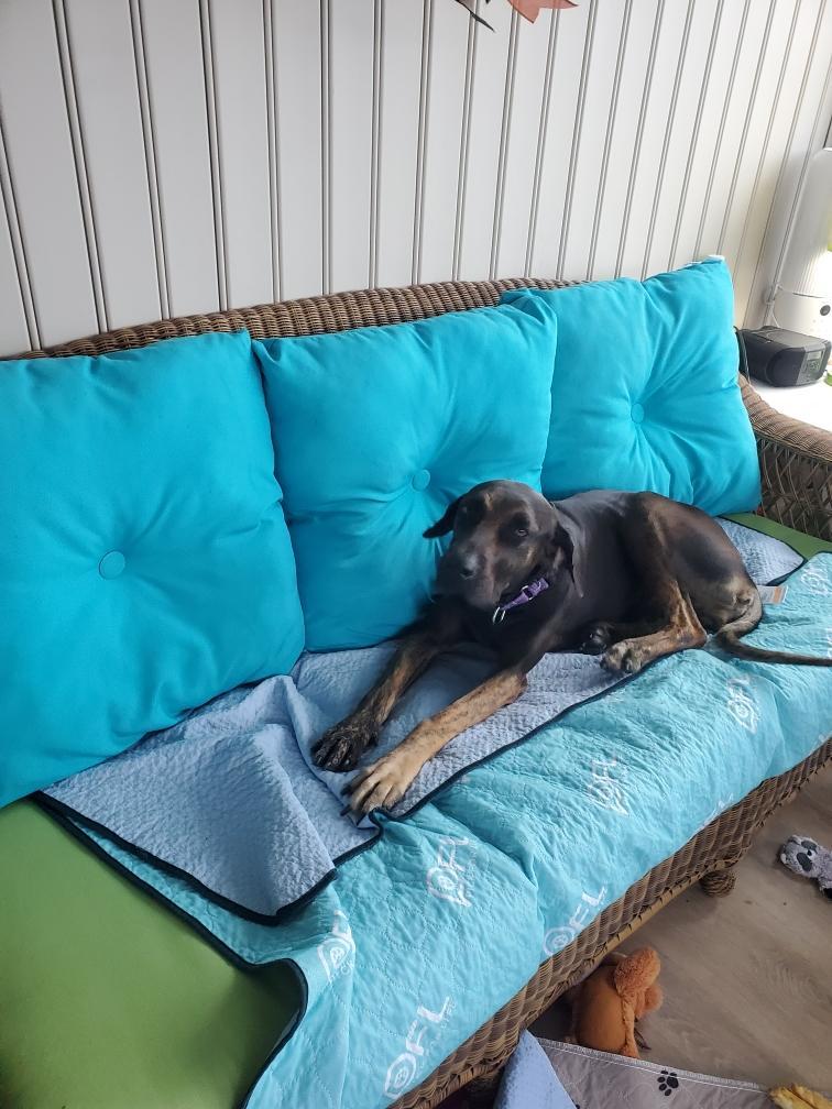 Rave, a ADOPTABLE mixed breed in Sturtevant , WI image 3/3