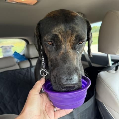 Enlarge Rave, a Adoptable mixed breed in Elgin, IL image 6/6