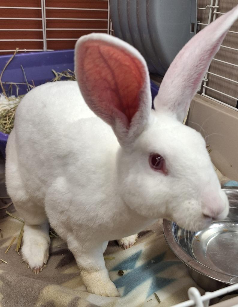 Patroclus, Adoptable, Young Male Rex.