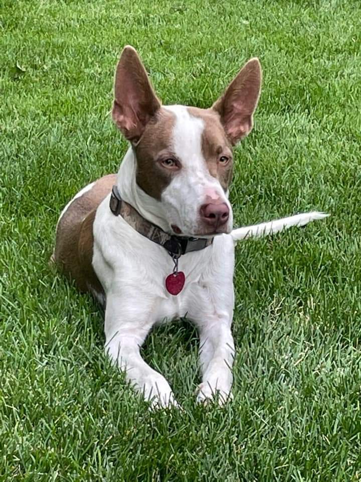 Rocky - FOSTER NEEDED!!!, a Adoptable mixed breed in Minneapolis, MN image 1/11