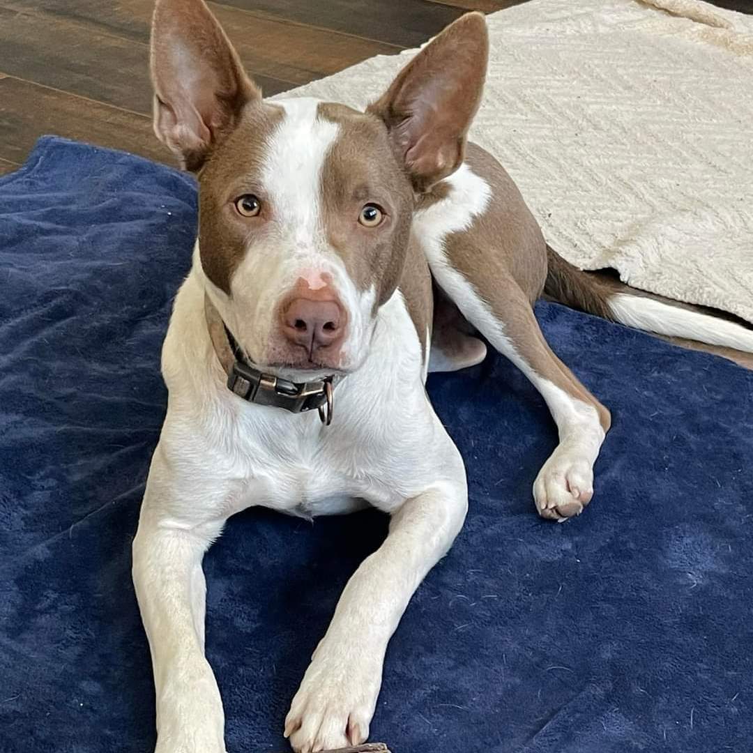 Rocky - FOSTER NEEDED!!!, a Adoptable mixed breed in Minneapolis, MN image 2/11