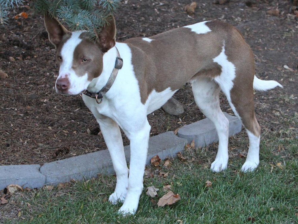 Rocky - FOSTER NEEDED!!!, a Adoptable mixed breed in Minneapolis, MN image 3/11